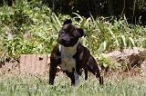 STAFFIE 419